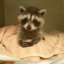 비디테일 이미지