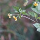 털도깨비바늘 Bidens biternata (Lour.) Merr. &amp; Sherff ex Sherff 이미지