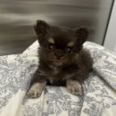 오산25시종합동물병원 | 오산강아지분양 장모치와와초코