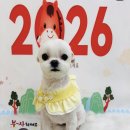 구미산동 애견미용 눈부시개 이미지