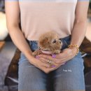 디자인독 이미지