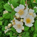 고향내음 이미지