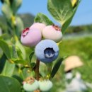 추곡농장 이미지