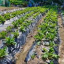 분당-279 이미지