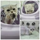 댕냥이살롱 이미지