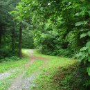 다래와 잣나무 이미지