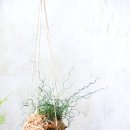 꽃 클래스 화훼장식기능사 이미지