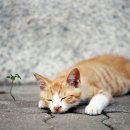 행복한 고양이 이미지