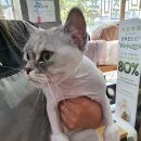 고양이 무마취 미용전문 이미지