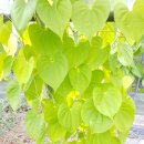 산안개 농장 이미지