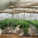 선창 농장 이미지