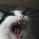 로얄 도그앤캣 메디컬센터 이미지