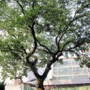 당리동-3 이미지