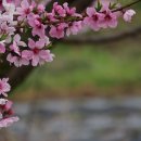 꽃피는 봄날 이미지