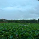 양산호수공원 이미지