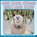 쉬리펫살롱 이미지