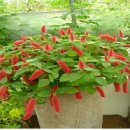 여우꼬리 이미지