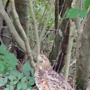 임걸령옹달샘 이미지