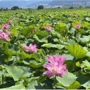 낙동강관리본부 맥도생태공원 5 이미지