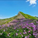 합천 황매산 철쭉산행 이미지