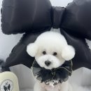 네임드 살롱 이미지