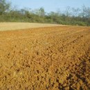 우리밀밭 이미지