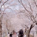 요천제방길 | 4월 봄꽃여행 ] 남원 벚꽃, 남원 요천 벚꽃길 개화상황