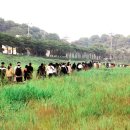 당진3동 이팝나무 이미지