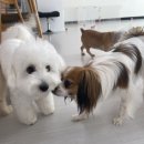 예쁘개&사랑스럽개 이미지