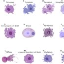 programmed cell death 종류와 기전 2024 nature... 이미지