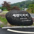 세렌디피디 이미지