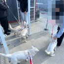 파주켄넬 | [국제청년센터] 25.11.2 파주 운정역 유기견 보호소 봉사 후기