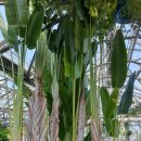 여미지식물원 식물(중앙홀, 꽃의정원,물의정원,식충식물) 이미지