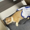 용인해성동물병원 이미지