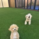 힐스톤애견풀빌라 | 경주 애견동반 숙소 독채 : 힐스톤풀빌라 A동