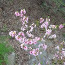 사랑의 노예, 매력, 용서, 희망 - 비봉산(飛鳳山)의 복사꽃