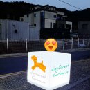 도그포레스트