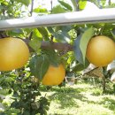 달콤농원 이미지