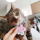 맛있개 냠냠 이미지