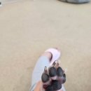 안성동물의료센터 | 안성 동물병원 안성동물의료센터 발 염증 치료 (다이어트간식구매)