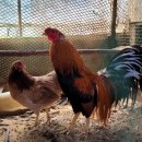 성조농장 이미지