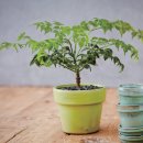 행복나무 이미지