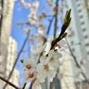 댕그리 펫 살롱 | 탈임상 한 달 차 일상