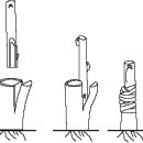접붙이기(接木)의 기본 이미지