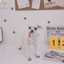 알콩달콩 애견미용실 이미지