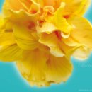 알로하약국 이미지