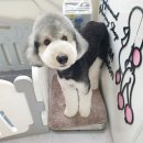 스타덤 펫살롱 이미지