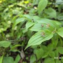 금강반점 이미지