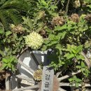 왕자농장 | 제주 감귤따기 어린왕자감귤밭 후기｜유모차 가능·동물먹이·마시멜로까지 (대정읍)