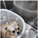 키티앤퍼피 이미지